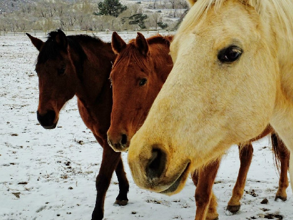 Sylvan Dale Colorado Thanksgiving Horses Ranch Equitrekking